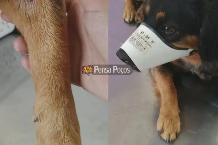 Cachorro ferido é resgatado em Poços e ONG pede ajuda urgente