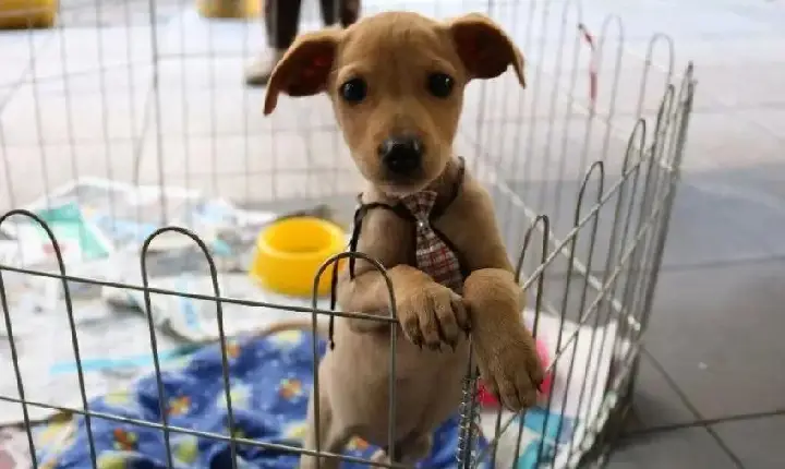 Cães ganham chance de novo lar em Feira do Dia Mundial da Adoção