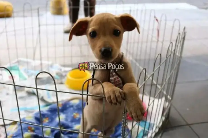 Cães ganham chance de novo lar em Feira do Dia Mundial da Adoção