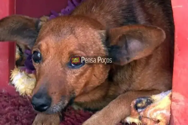 Cão caminha 12 km para se despedir do tutor em velório no Sul de MG