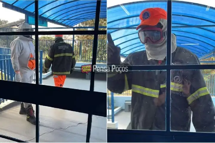 Enxame de abelhas invade colégio e interrompe aulas