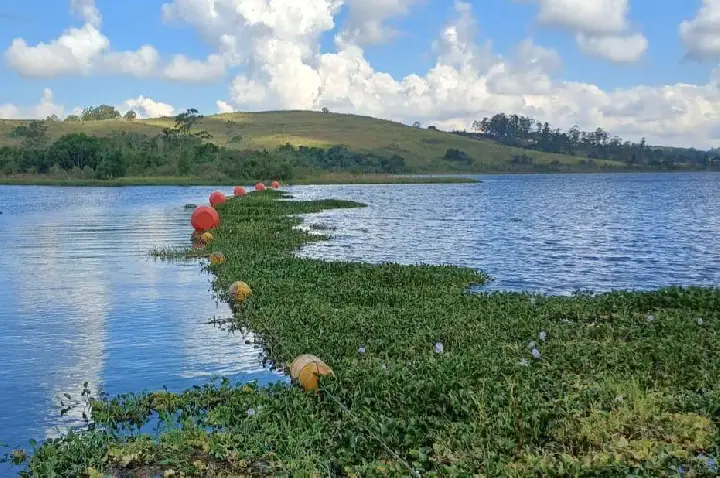 Vereador exige plano contra avanço de aguapés na Represa Bortolan