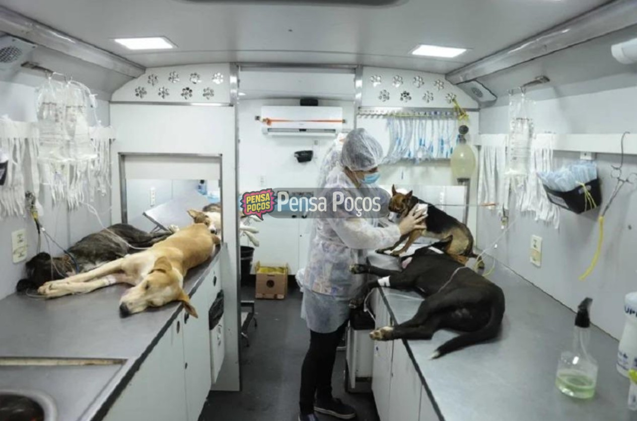 Agosto Caramelo: mais de 15 mil animais atendidos e 270 mil já microchipados em Minas