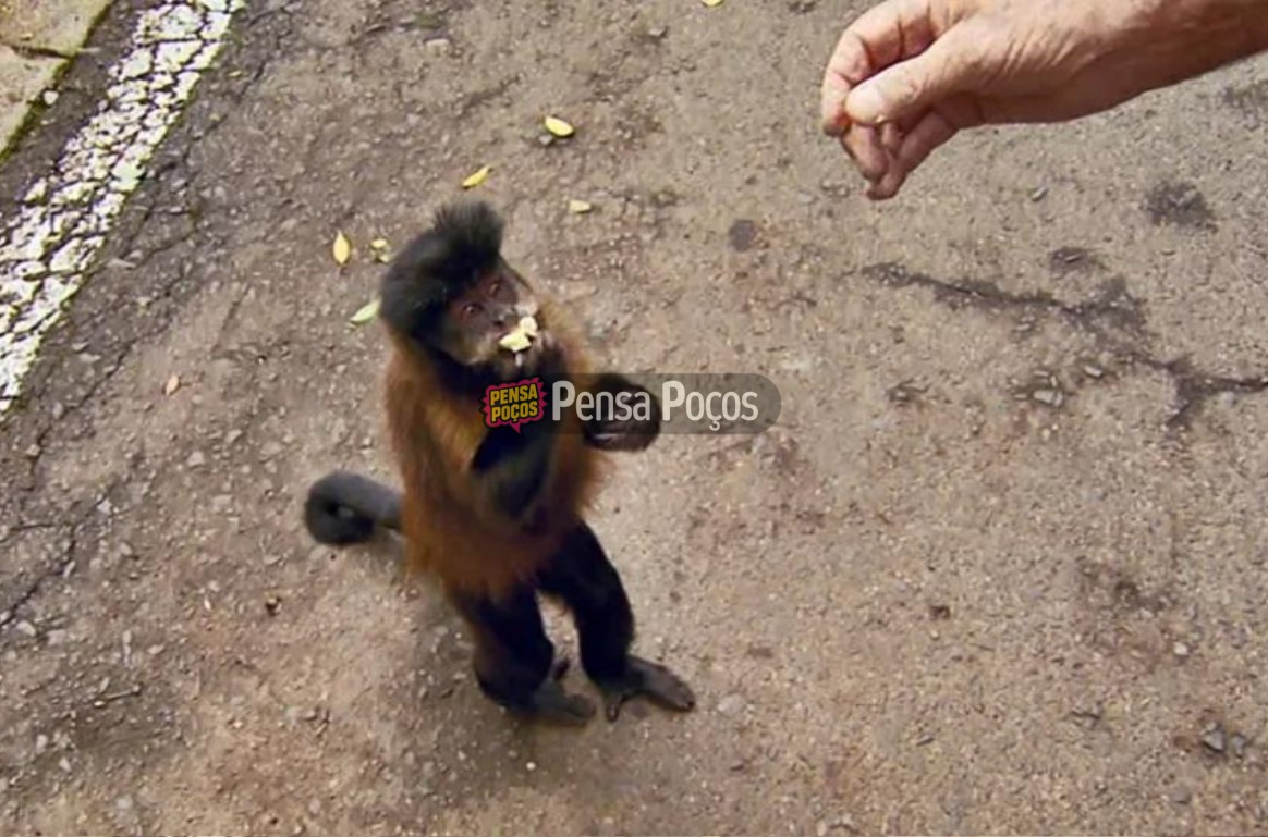 Casos de mordidas de macacos aumentam em Poços de Caldas e Secretaria de Saúde faz alerta