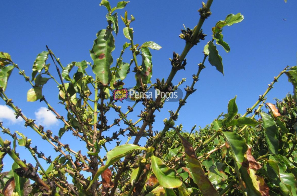 Clima castiga: café rende menos e saca pode subir de preço