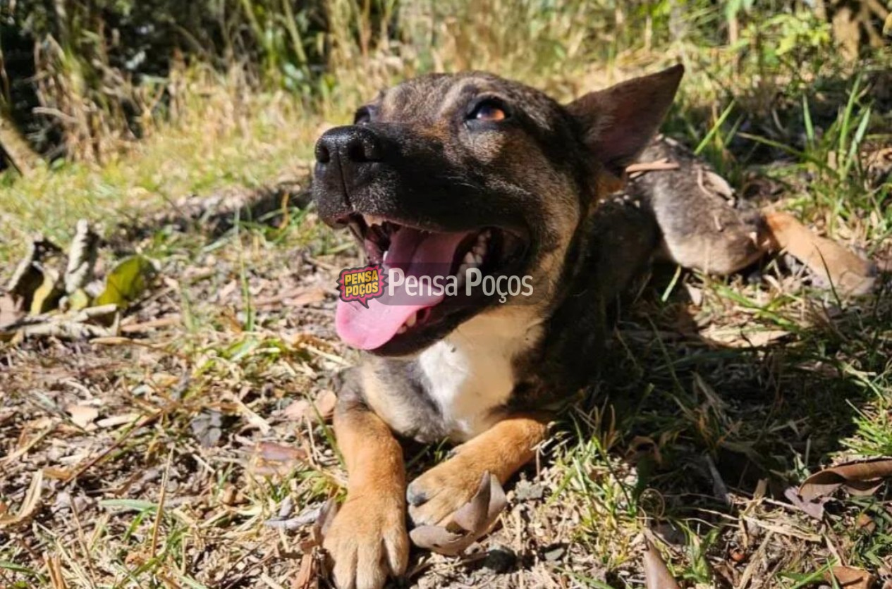 Feira de Adoção em Poços: cães resgatados esperam por um novo lar