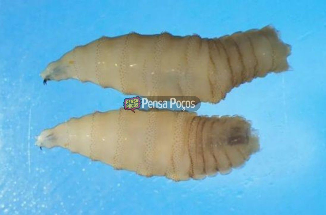 Parasita carnívoro é identificado pela 1ª vez em humano