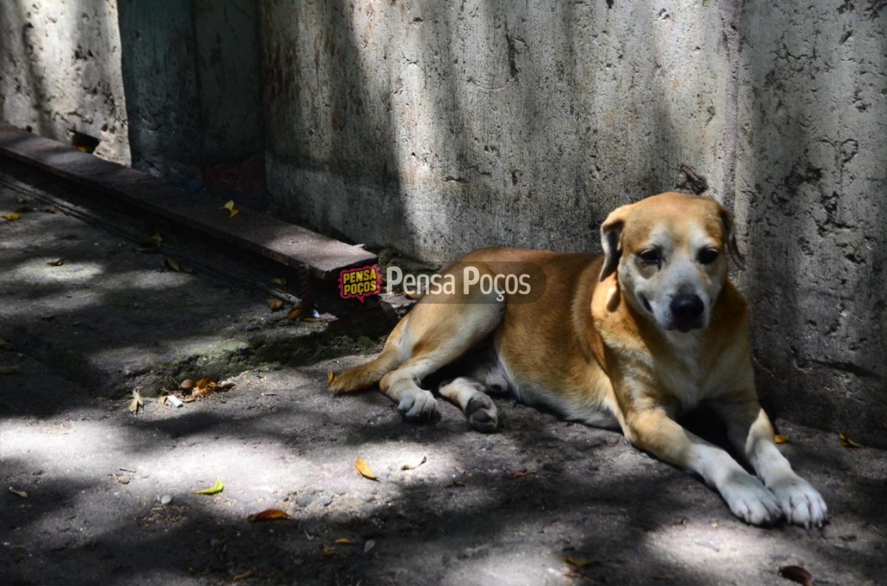 Sem regulamentação, lei que obriga socorro a animais atropelados segue sem aplicação em Poços de Caldas