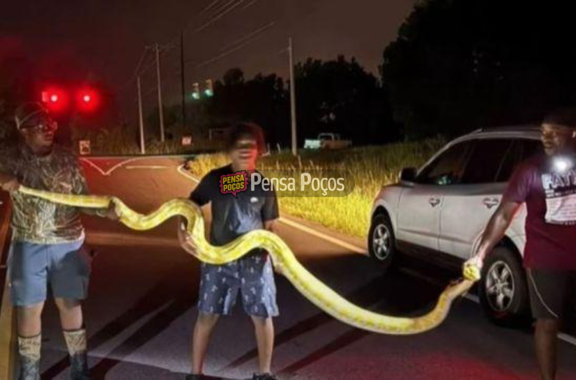 Serpente de quase 4 metros causa pânico e é capturada nos EUA!