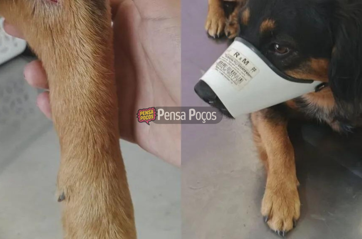 Cachorro ferido é resgatado em Poços e ONG pede ajuda urgente