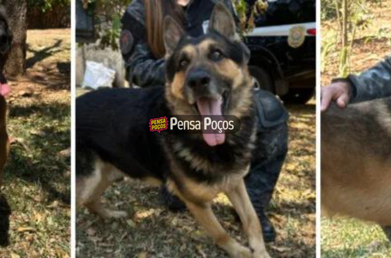Cães heróis da PCMG se aposentam e aguardam famílias para adoção