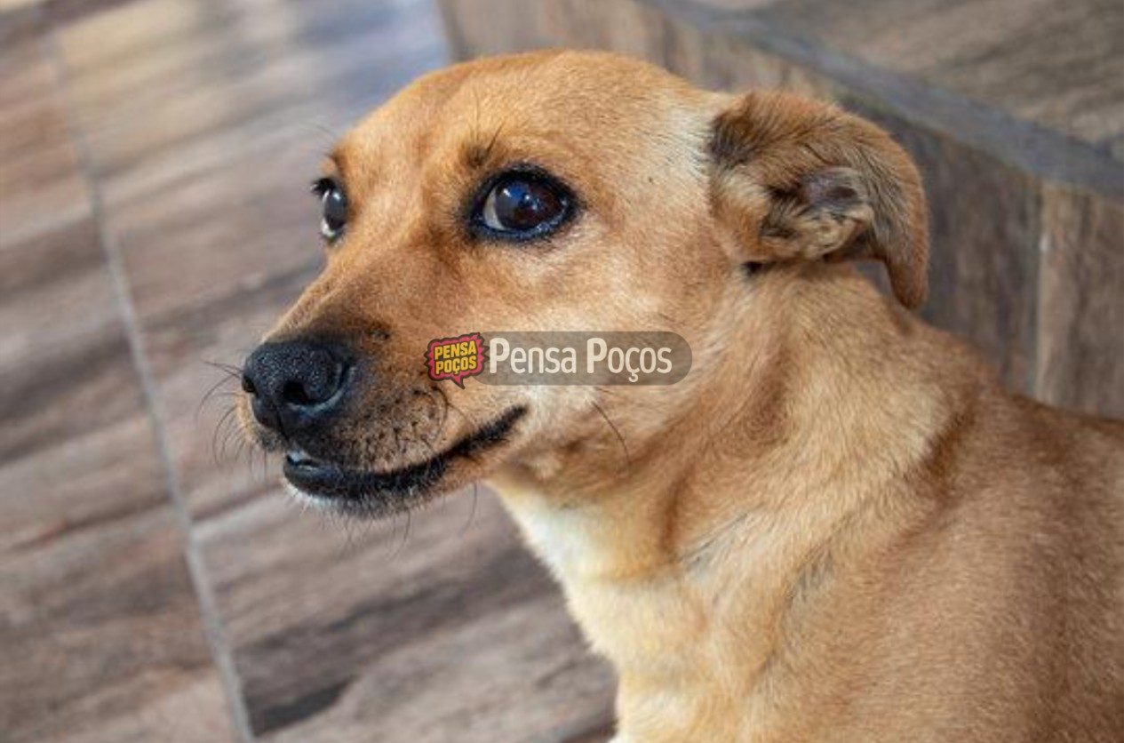 Cãorrida Solidária une corredores e causa animal em prova beneficente