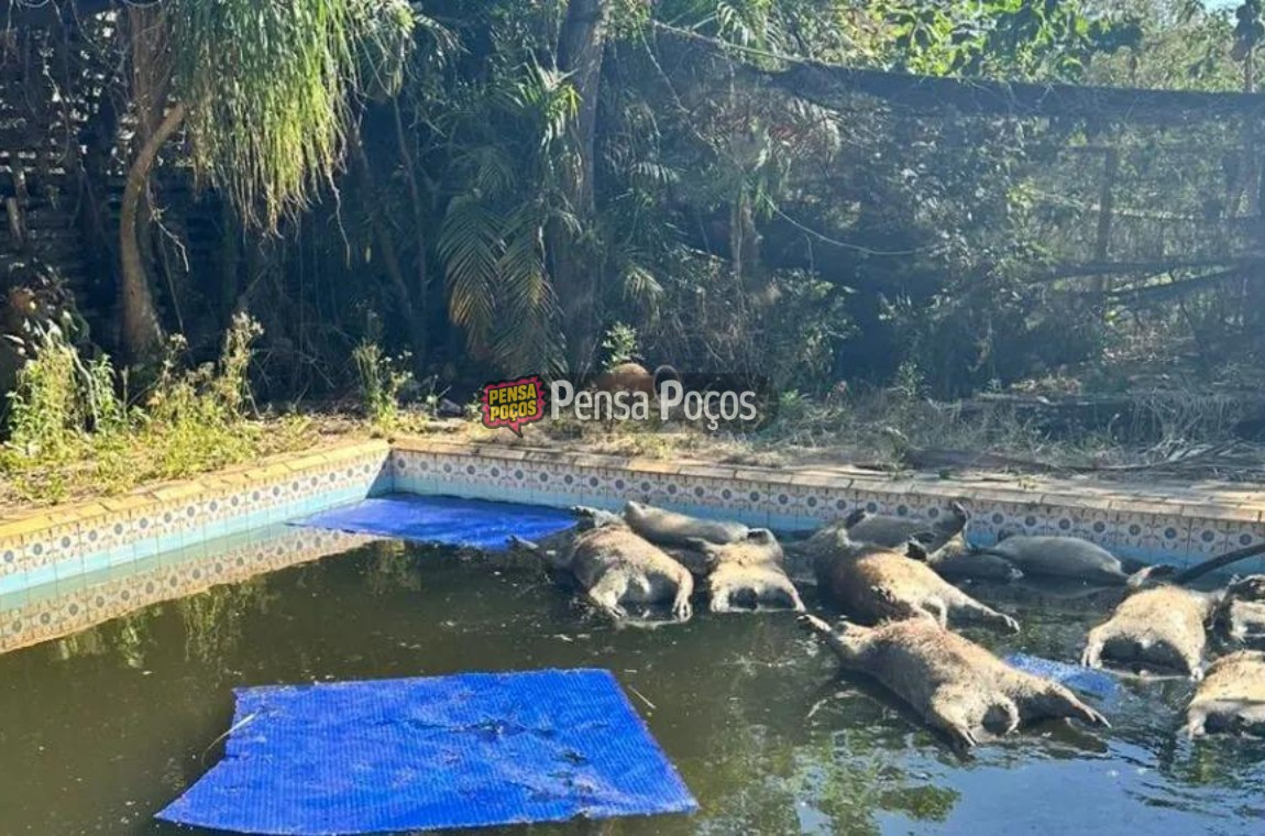 Dez capivaras são encontradas mortas em piscina de chácara em São João
