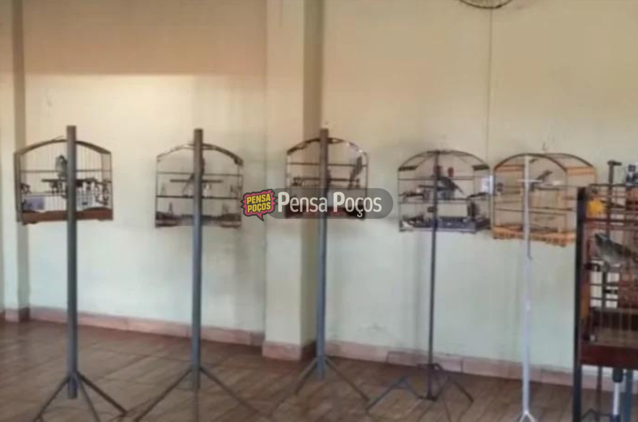Torneio clandestino de pássaros termina com 24 presos em operação policial