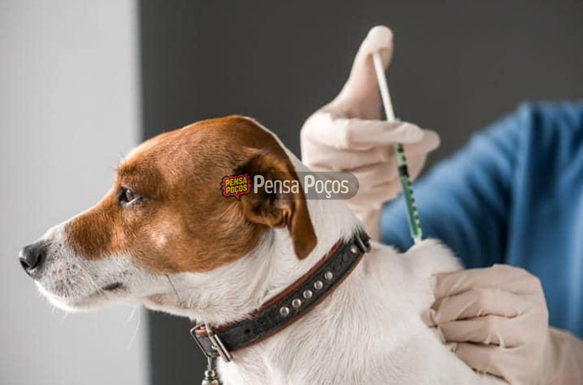 Vacinação contra a raiva começa em Poços: veja onde levar seu pet