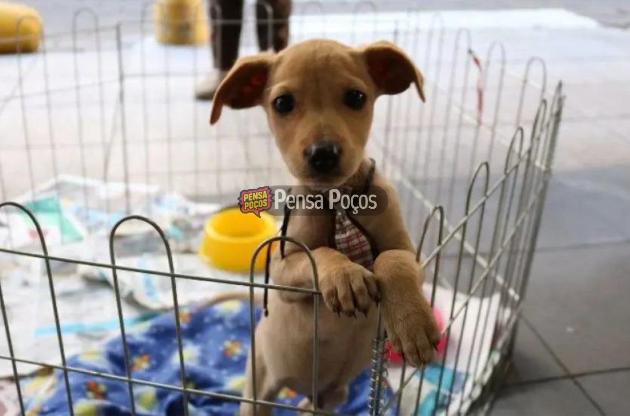 Cães ganham chance de novo lar em Feira do Dia Mundial da Adoção